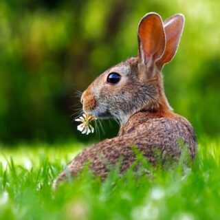 lapin dans le foin