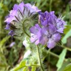 Phacelia