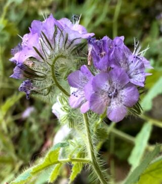 Phacelia